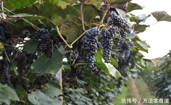 长白山|长白山上的一种野果,具有美容养颜、增进食欲、滋补营养软化血管