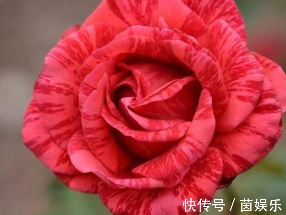 直觉|三个国外培育出来的月季,花朵颜色十分鲜艳,而且抗病性能非常强