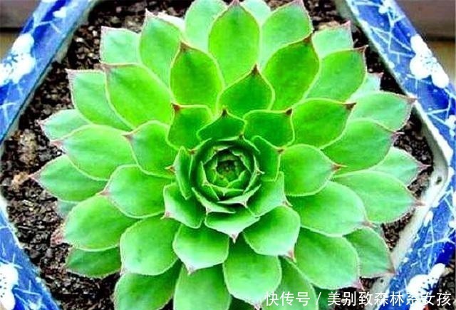 多肉中的“普货之王”,造型美寓意好,学会这“3招”,轻松爆盆