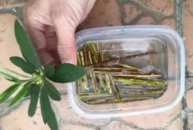 芦荟、虎皮兰长得慢就浇“1种水”，不施肥，也长满一圈小芽芽