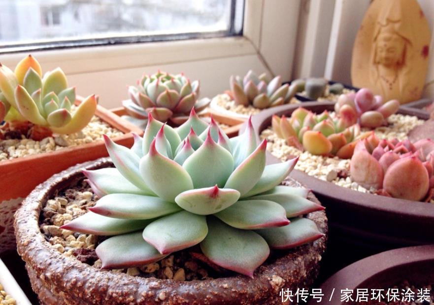 光照|闷养多肉叶子无光?拿出去这么晒,1周就变成好看的糖果色