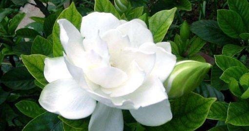 超优秀的4种花，全年开花，花量丰富，阳台变花园！