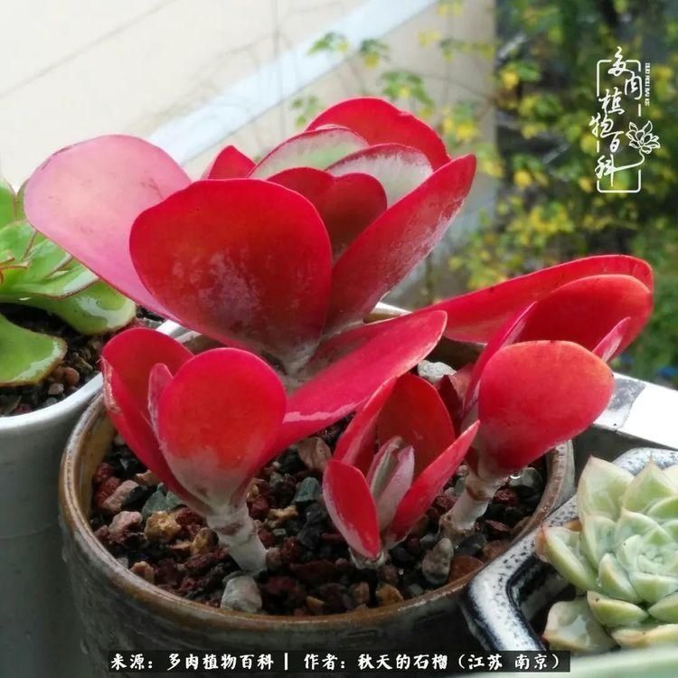 渡劫归来的肉肉,谁是谁的前世,谁又成了谁的今生