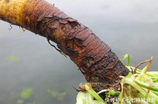 功效|农村一种“萝卜根”切开是黄金色,功效极高,俗称“金不换”
