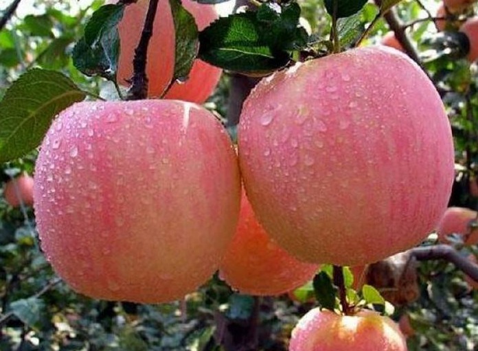 苹果很多人都爱吃,吃之前煮一煮,2个好处悄悄找上你