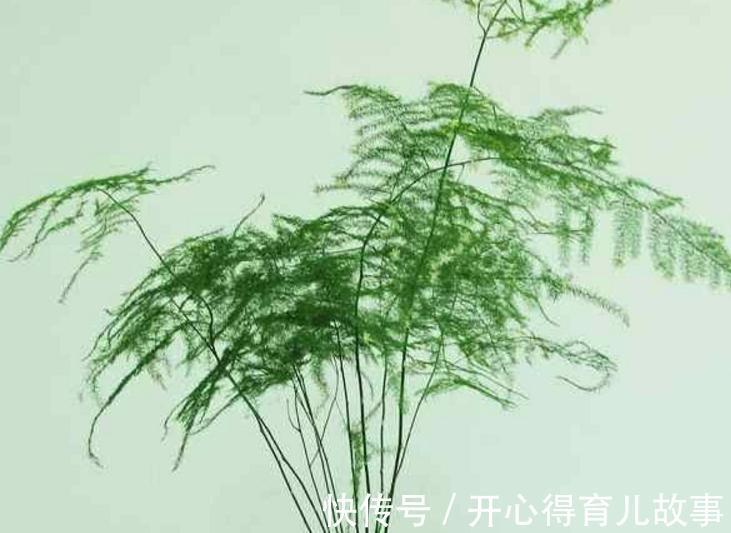 文竹盆景有哪些养护技巧,怎么才能养好文竹盆景呢