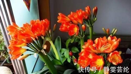 什么淘米水、黄豆水,都不如1勺粉末,用来养花,花开爆盆