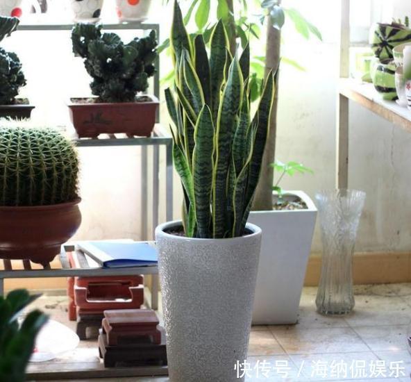 盆栽花草病害连连,全赖这些坏习惯,爱养花的你占了几样