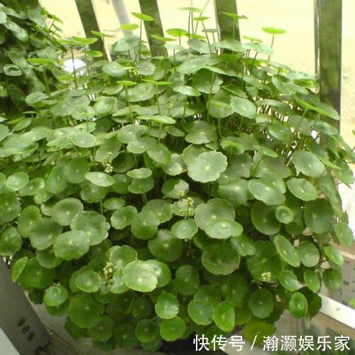 叶子|铜钱草养不好,3个方面原因要了解,学会了养得叶子铜钱大