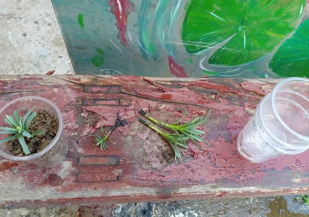 这几种花，要是秋天不扦插，错过就等1年