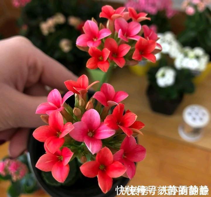 小老桩|长寿花有“三怕”,入冬养护得避开,养成小老桩,清香宜人小半年