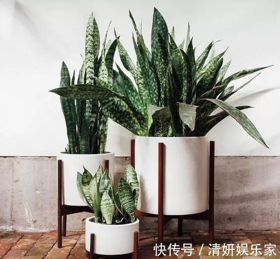 适合客厅养的5种“耐旱花”,30天不浇水也能爆盆,漂亮大气