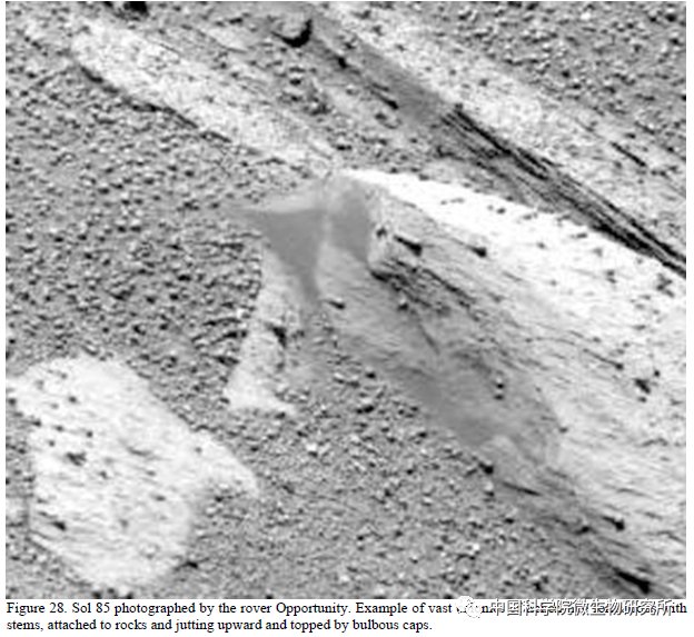 非生物 火星上存在真菌吗？