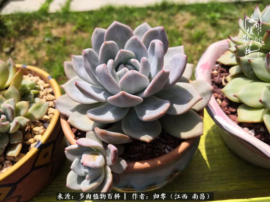 肉肉|人生转个弯，在小院遇见落入凡间的多肉小精灵！