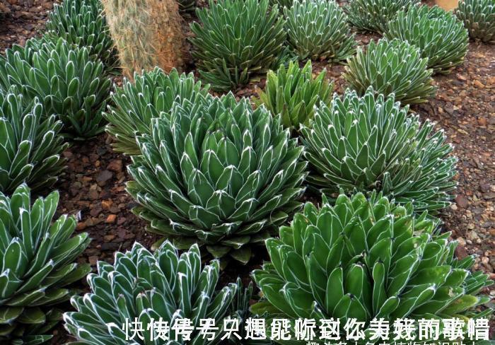 蓝精灵|10种最耐寒的多肉植物,零下了都不会死,新手就养它们吧