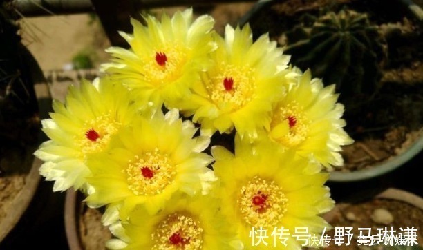 花卉|新手养花,就选择花中精品,娇小玲珑,花开似火的花卉,娇艳欲滴