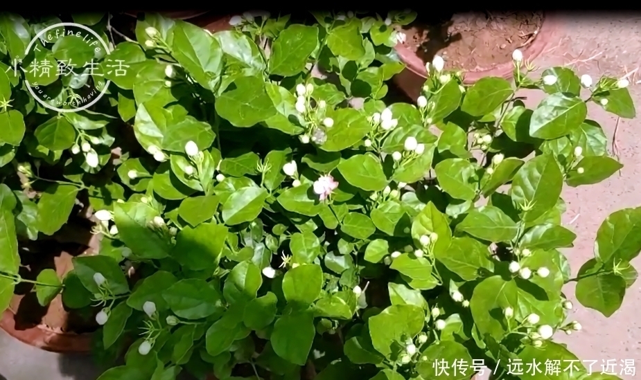 花枝|茉莉花买回家，花苞掉光不开花或许你第一步就做错了