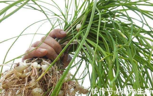 年糕|这野菜,农村遍地是,经常吃一点,促进血液循环,远离老年痴呆!