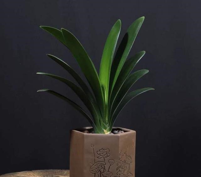 3个给“君子兰”换盆的小技巧,不伤根、服盆快,叶子厚又亮!