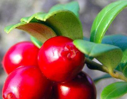 夏季|夏季以下水果要多吃，可美容养颜、减肥瘦身，保持皮肤充满弹性