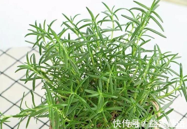 净化|4种花净化空气,杀菌去异味,吸收有害气体,养在客厅美极了