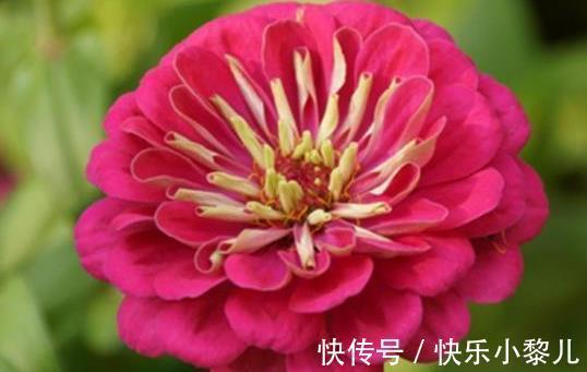 吉星|生肖羊:2月吉星高照,喜事登门,事业和气生财