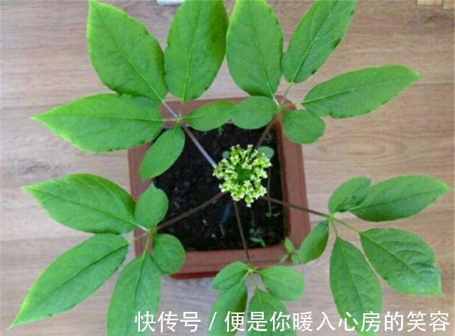 4种“名贵中药”做盆景，一养就是30年，土豪出价“5万”都不卖！