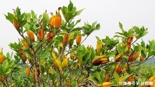 长得满树都是,摘完继续长,多到无人问津