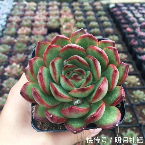 2种美得像花一样的多肉植物,隔着屏幕都能感受到它的美,真漂亮