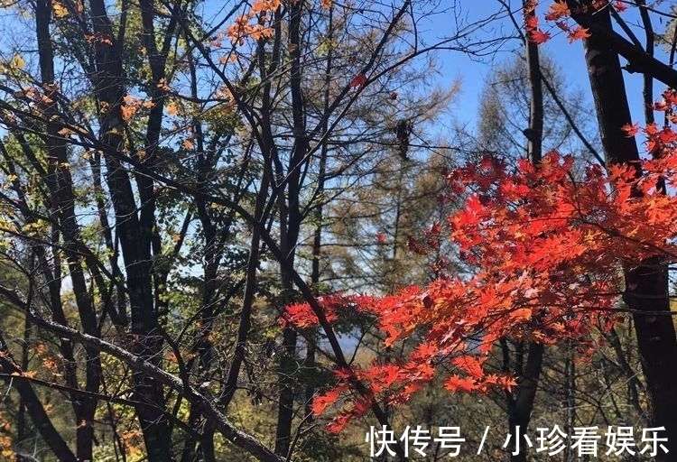 任强|深秋，渴望“万山红遍，层林尽染”的美景（随笔）