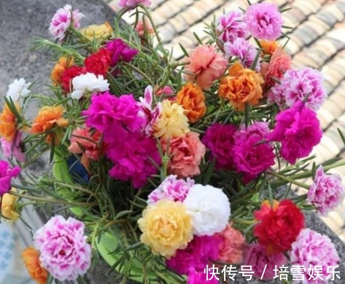 夏天养此款花卉,花开媲美玫瑰,花朵姿态万千,美