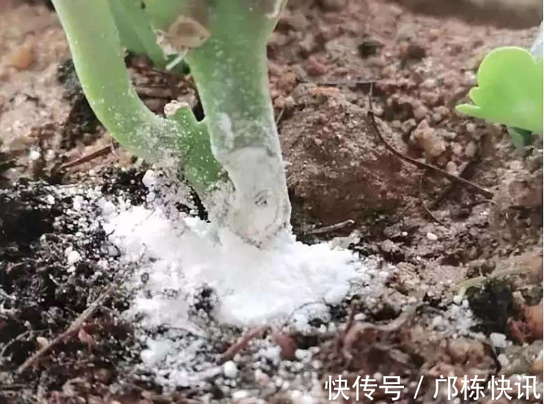 长寿花一换季就生病,不及时消毒,黑腐从头烂到尾!