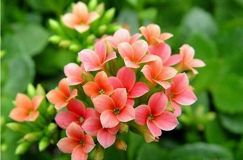 3种花美如仙,完胜牡丹还好养,给点水就疯长,寓意吉祥福连连!