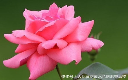 月月红|谁说懒人不能养花这三种既耐旱又耐晒,新手都能轻松养爆满盆