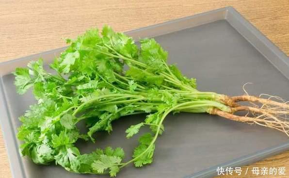 保存香菜不能直接放冰箱,老农教你一招,放久了不发黄也不烂叶