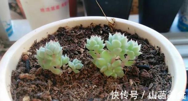 多肉|养多肉一年,关于多肉浇水这个事的小经验分享!