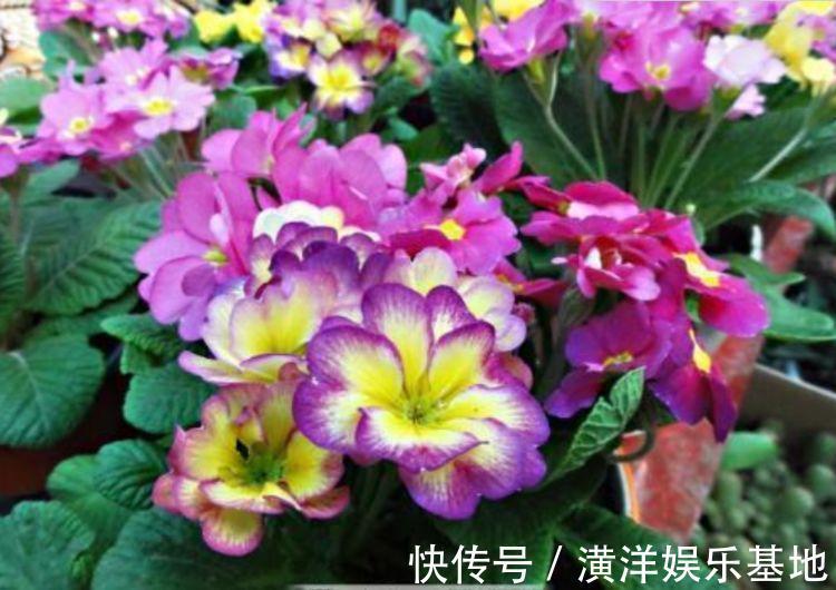 报春花报春花|从5月13日开始，家养此款花卉，丢土里就能活，花开美艳绝伦