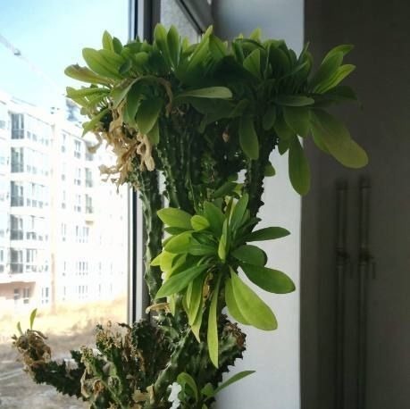 爷爷在路上捡来的树枝，竟长成一人高的大树，给两万块也舍不得卖