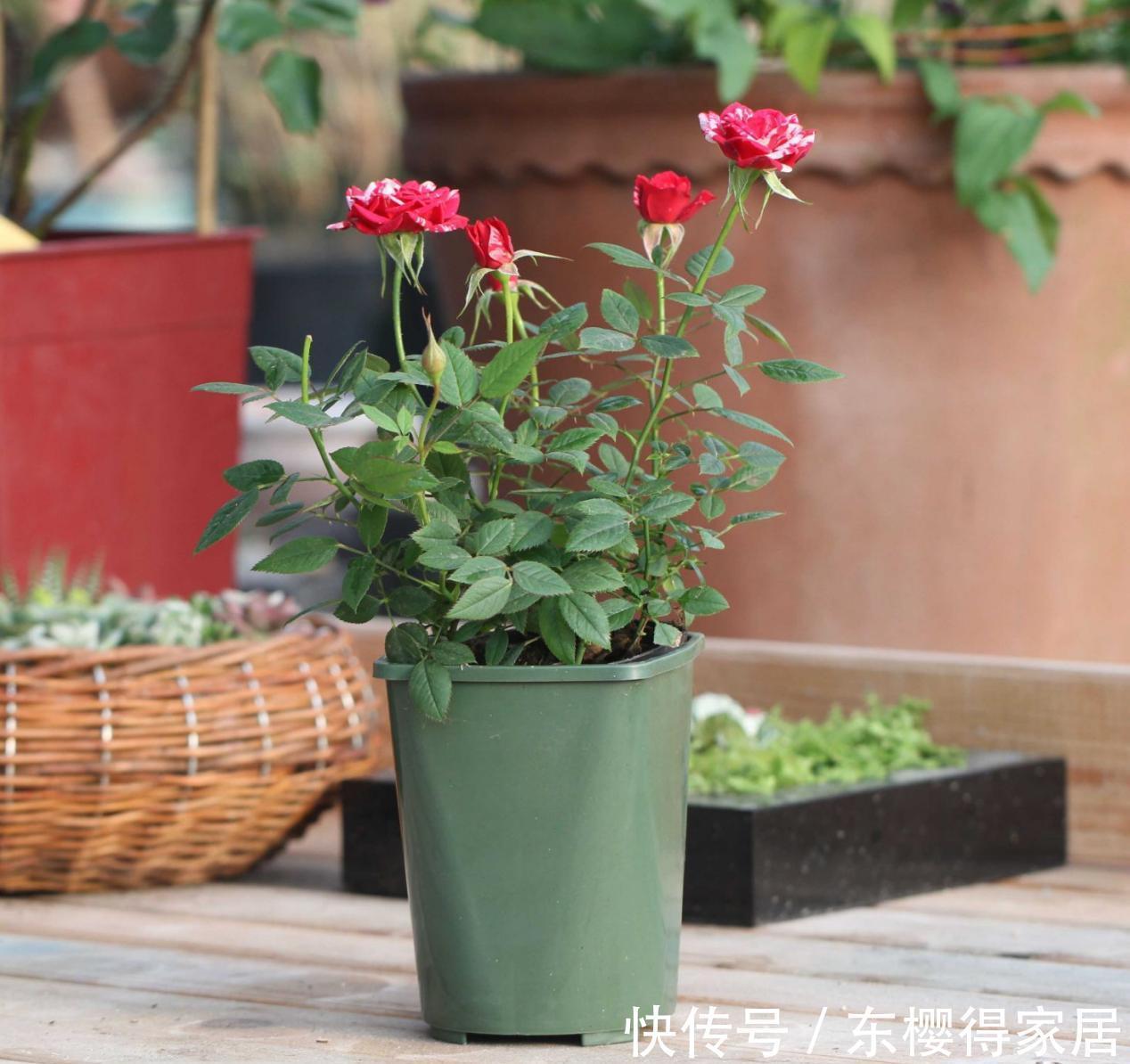 养分|9月降温，养月季希望花叶窜爆盆，万万不能忽略这4点