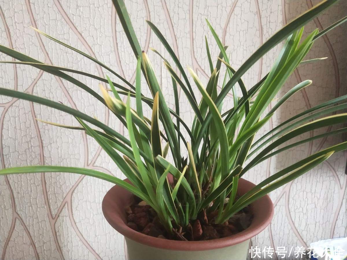 报岁兰|兰花品种多,中国兰花五大品种,你知道吗?