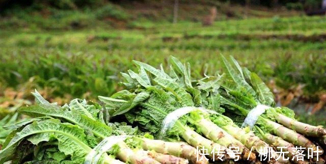 才知道,这5种蔬菜焯水后才能吃,幸亏知道得早,赶紧告诉家里人!