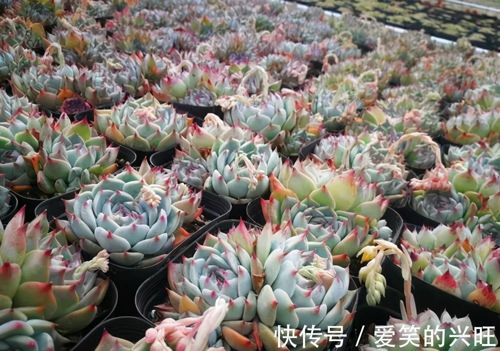 新叶|给吉娃娃砍一刀,养俩月爆出一圈崽,扦插单头也长新叶了,真开心