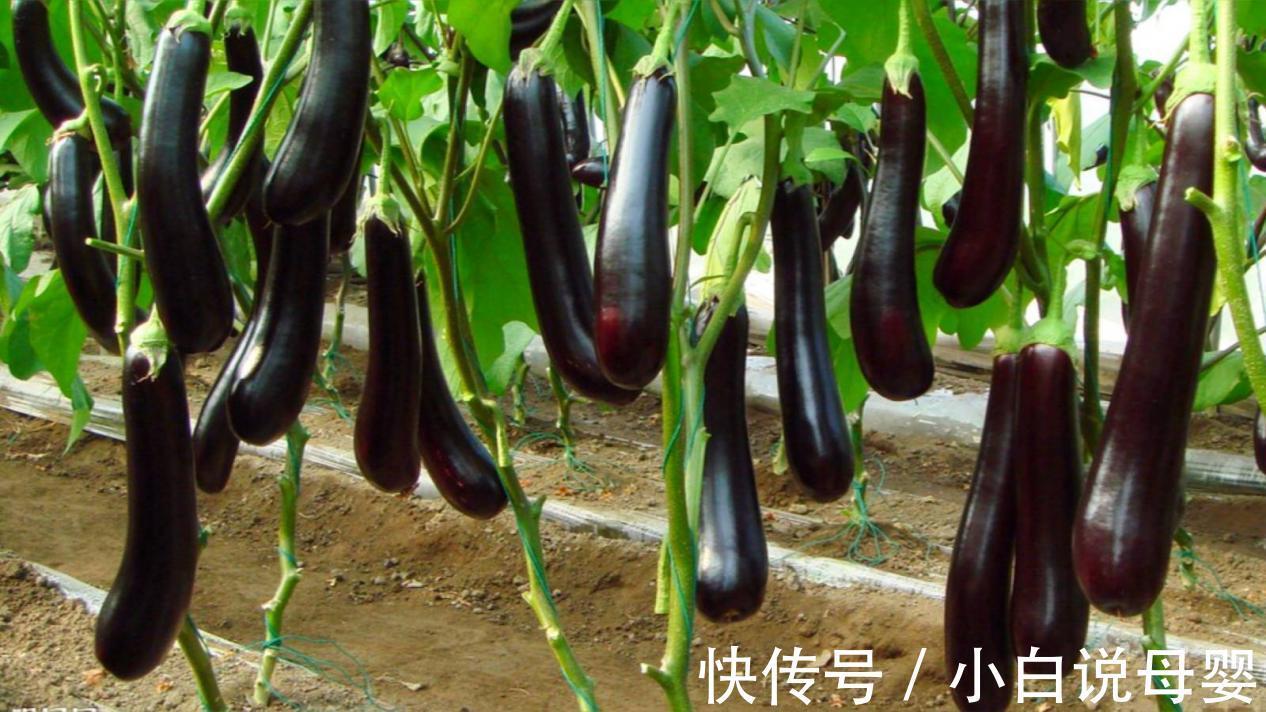 马应龙|得了痔疮吃什么食物可以消除?这几种食物堪称天然痔疮克星!