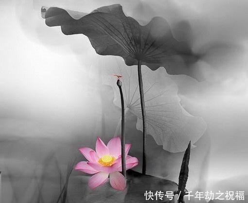 佛语|令人释怀的佛语禅心,经典睿智,受用一生!