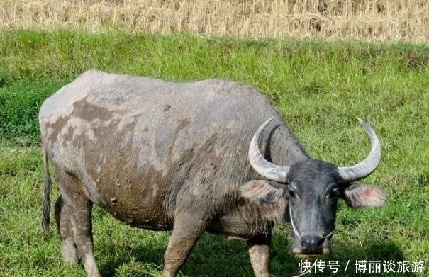 不信奉|印度信奉“牛”不吃牛肉,他们的牛都去哪了?看完之后怀疑人生