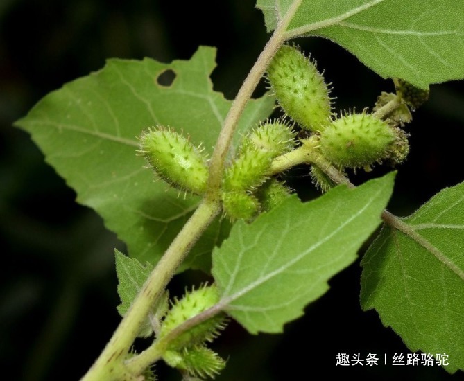 卵形|苍耳,随处可见的一种植物,你知道它的作用和禁忌吗