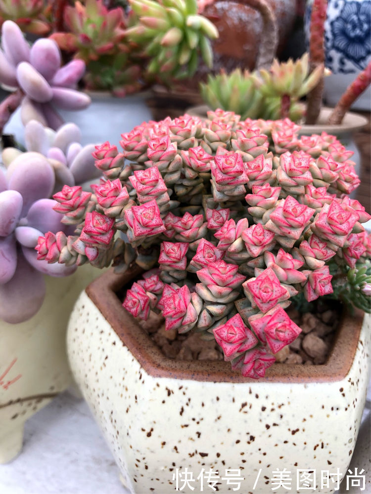 阳台|DIY改造17㎡屋顶花园,忙得不亦乐乎,在喧嚣城市打造一隅静谧