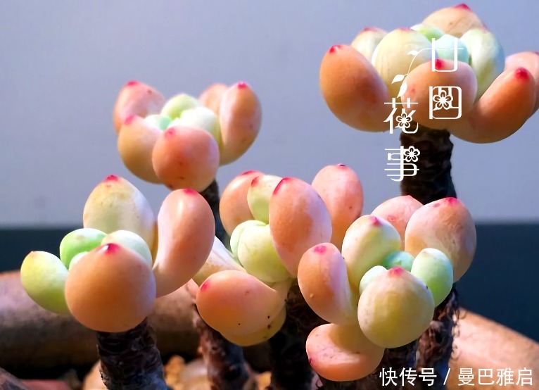 9种多肉小巧精致,易出状态爱群生,浓妆淡抹总相宜,适合女生