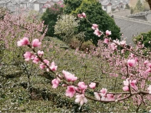 云南普洱：初春赏花好地方