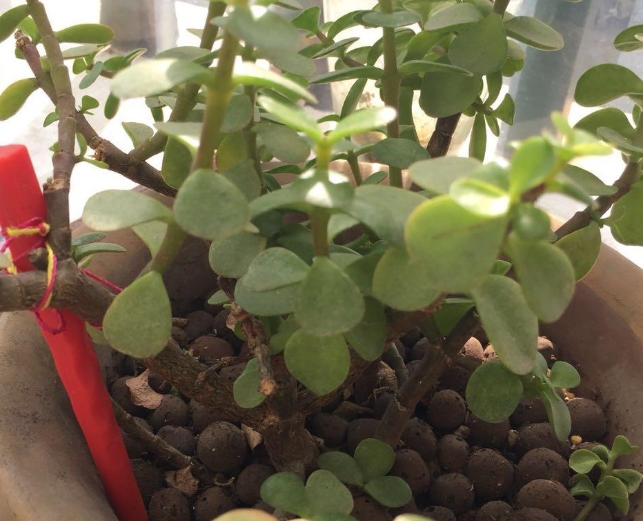 养花|园艺新人养花，室内搁2盆玉树，漂亮又上档次，寿命长达几十年